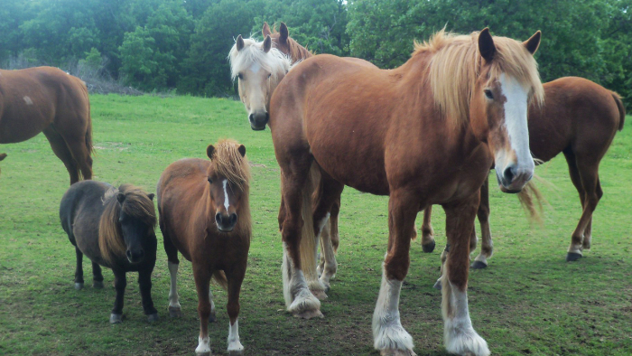 SilverSpurRescueHorses